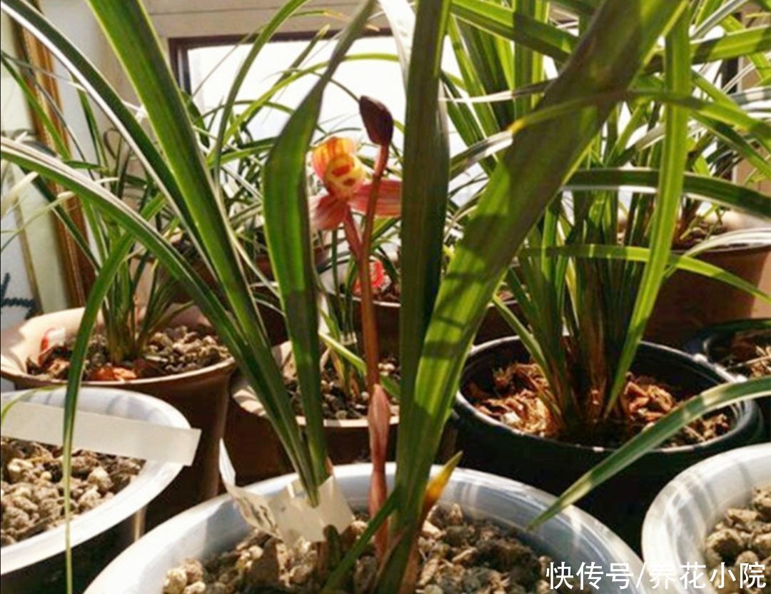 花友|天热了，兰花养护很关键，切记不能乱施肥