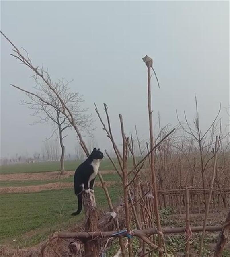 对峙|家猫将老鼠逼上3米树竿,对峙40分钟