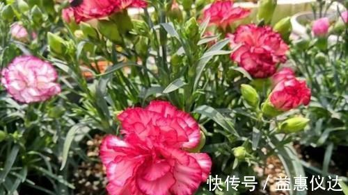 阳台上|到了冬季就盆栽这7样花卉,耐寒能力强,开花美丽又喜庆