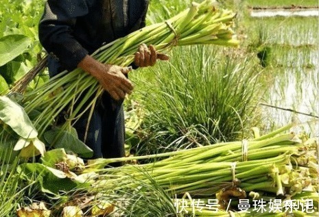 全株有毒，地下根茎曾是充饥粮，叶梗又麻又涩，腌酸菜却很下饭