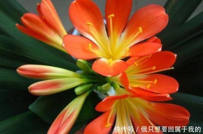 春天养此款花卉，好养易打理，花色柔美，花朵烂漫迷人，美爆了