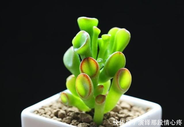 客厅养“3钱4财”，好看又好养，新手反倒看不上！