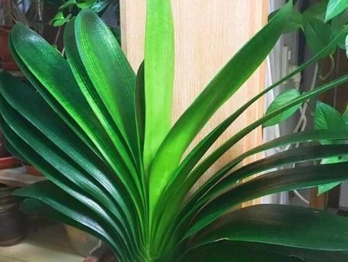 养护君子兰,2个肥料轮流用,一种长厚叶,一种开大花