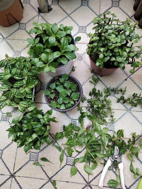 花花|3种花,千万别养成老桩,越老越不爱开花