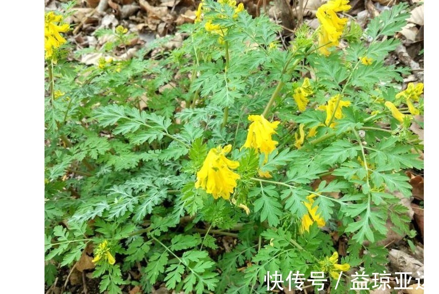 黄瑾|最委屈的野草,曾被误称“断肠草”,如今成最珍贵的中药