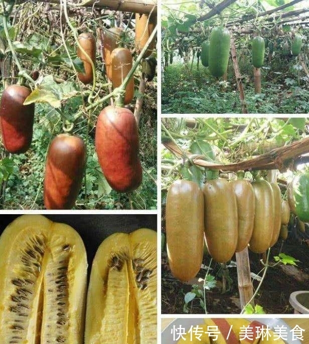 火腿肠一样|大叔路边卖奇葩美食,路人看后说是火腿肠,你帮我看看这是什么?