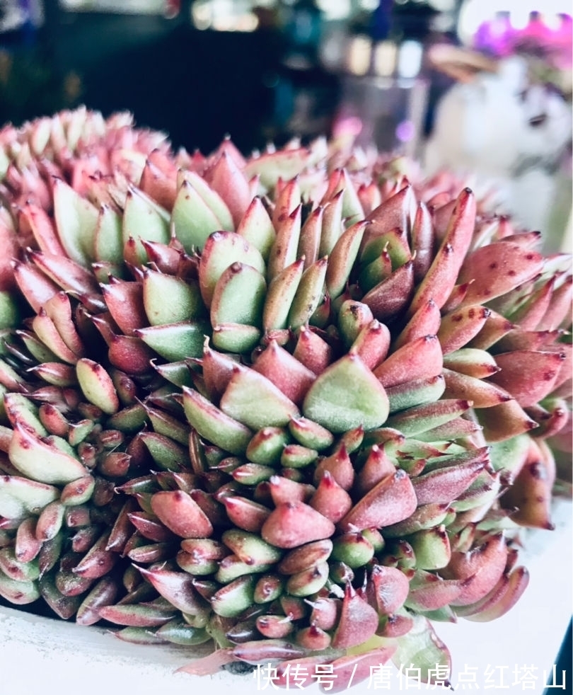 多肉变“畸形”,身价能翻好几倍,可遇不可求!