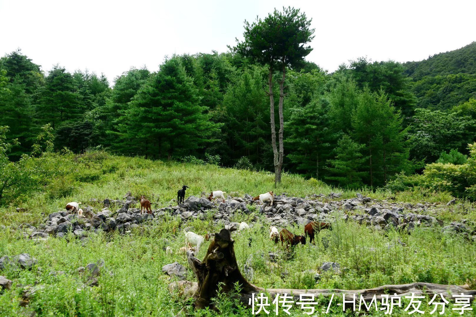 长假|小长假，朝天这个地方一定要去，植被茂盛，绿树成荫