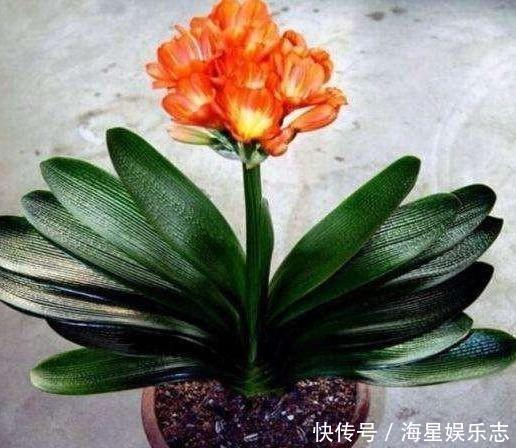 肥厚|君子兰浇水,掐准“时间”,不早不晚“刚刚好”,养出肥厚好叶片