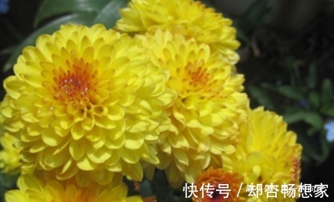 太阳花|快要临近夏天,这3种花号称“热不死”,天越热花开的越旺