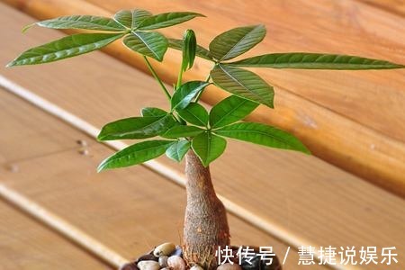 植株|冬天发财树养护，掌握好这“3个”技巧，叶常青不发黄！