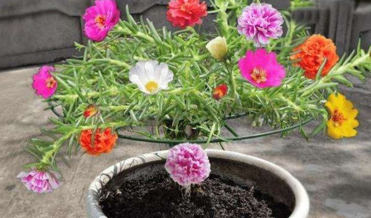 家里养太阳花,多修剪、多施肥,开花又多又漂亮!新手也能养好它