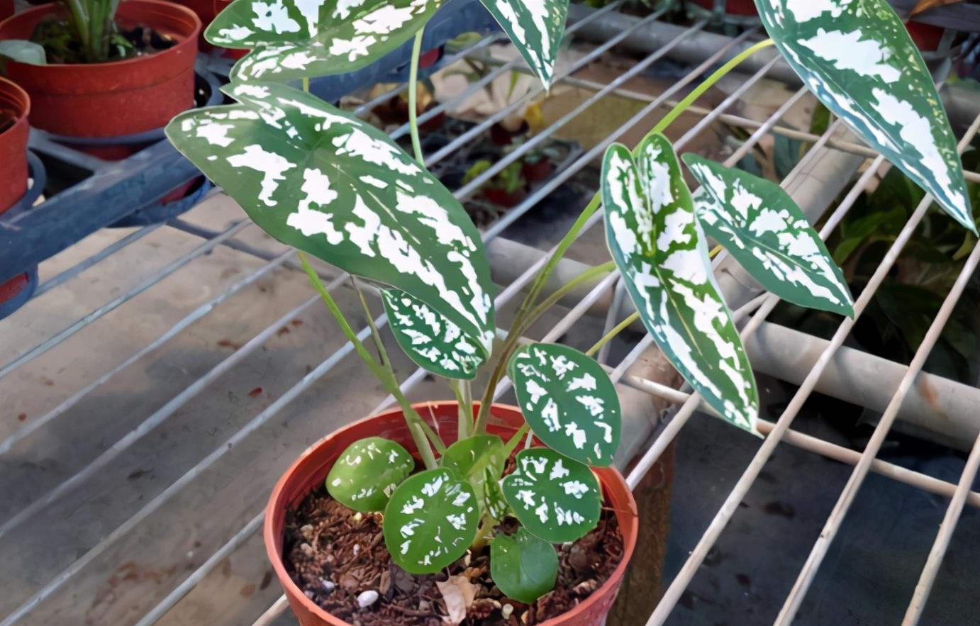 高温天气|养花施肥：高温天不小心此3点，根叶就会黑腐化水