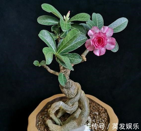 新手养沙漠玫瑰,满足它的“小爱好”,一盆养十年,年年开满花