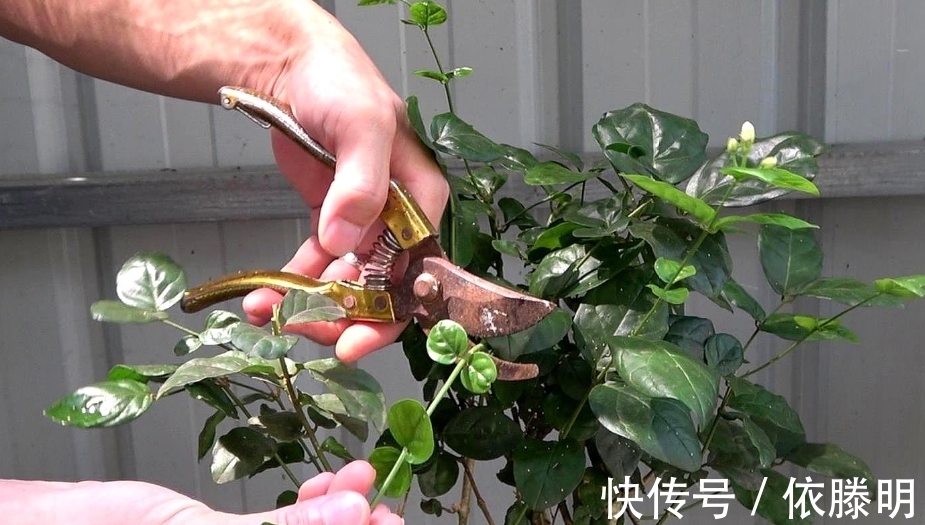 枝条|好养的花卉就是茉莉花,但是想要夏季开不停,要做好四喜一勤