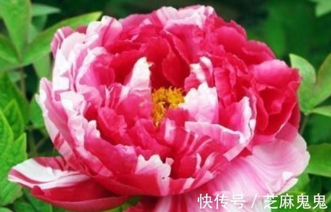 养花就养个花期长的,花大色艳,花团锦簇,人人都喜欢