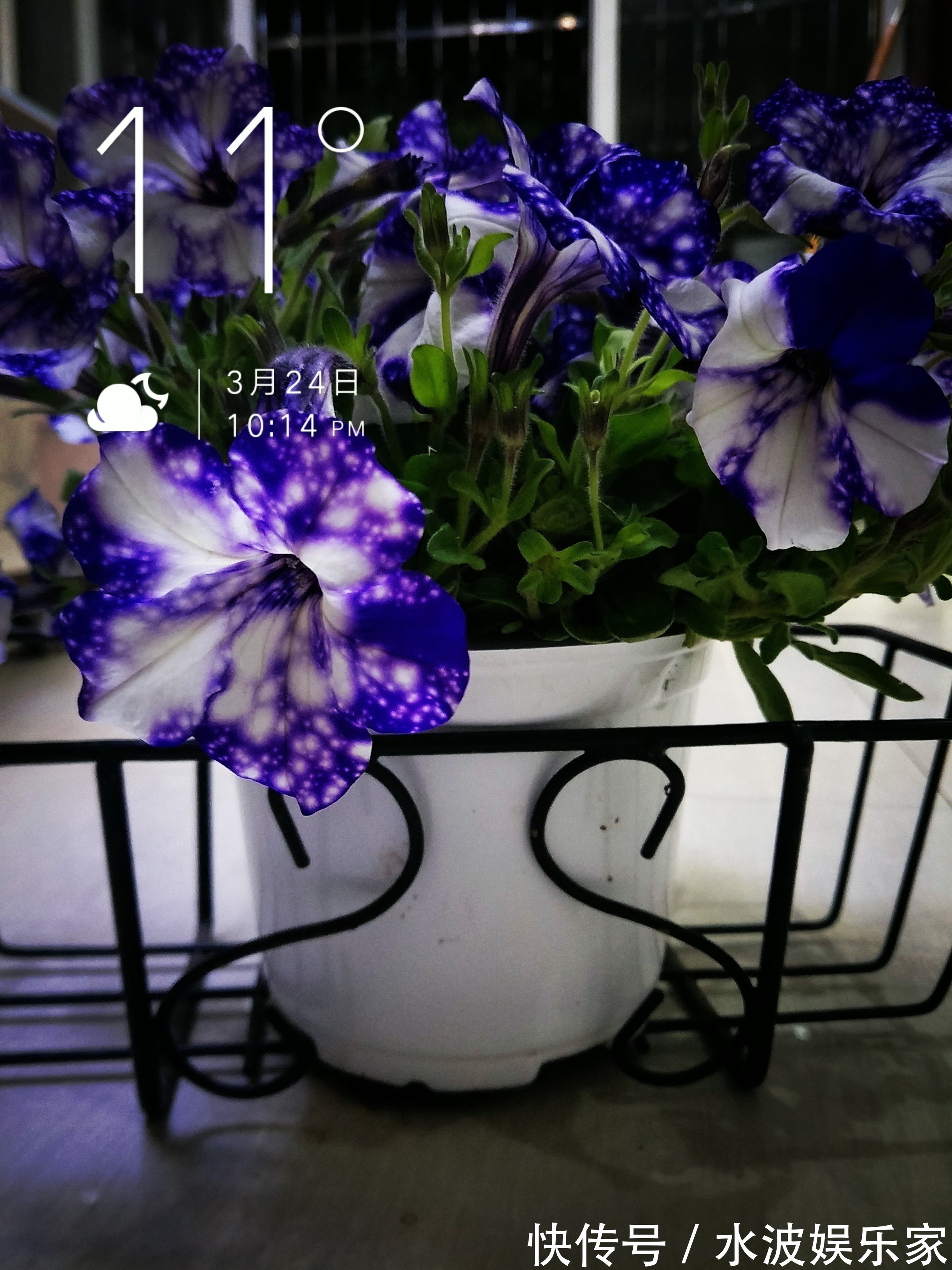 颜值担当|最美矮牵牛花—星空,花色梦幻美丽,周年开花不停,植株低矮好养