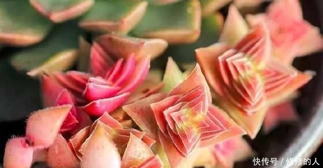 网上疯狂的坑人的多肉浇水方法,进来看看你中招了几个?