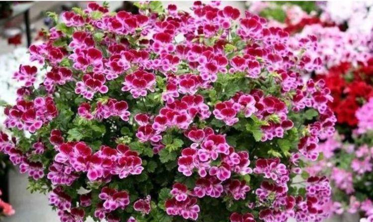 小玲|4种福运花,自带福气好养活,浇水就疯长,开花爆盆很容易