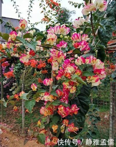 胡里奥|重瓣花中的佼佼者,3种特殊的复色花,开花后实在惊艳夺目