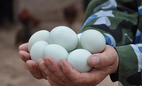 蛋壳|关于鸡蛋的小秘密，“白壳蛋”和“红壳蛋”的差别，营养白丢了