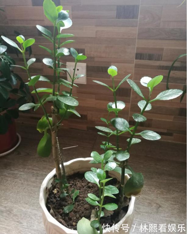 缺光照|长寿花缺了“它”变成“傻大个”就是不开花，就是欠收拾！