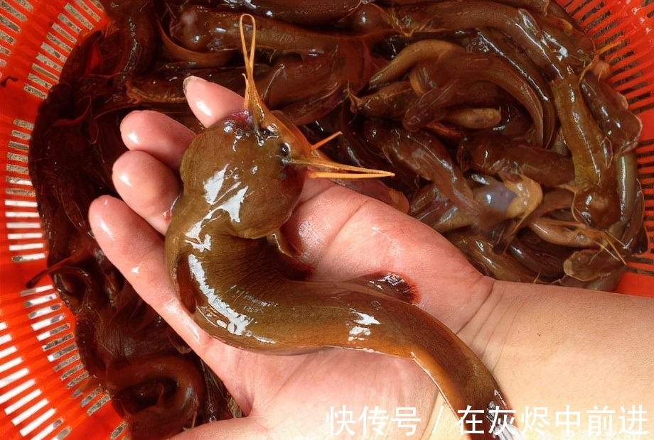 笋壳鱼|农村逐渐消失的5种小鱼,儿时用蚯蚓能钓到,现在却罕见了