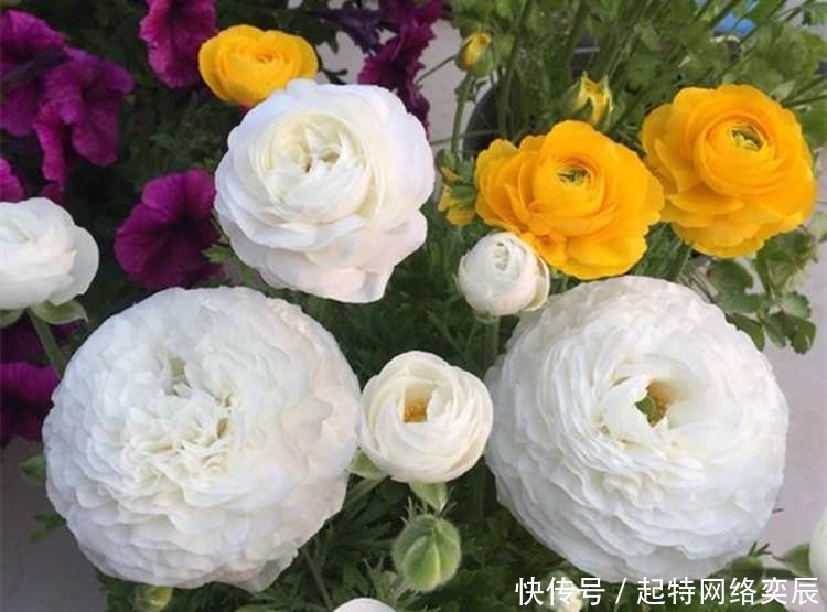花毛茛|这种花,一种上,月季、牡丹靠边站