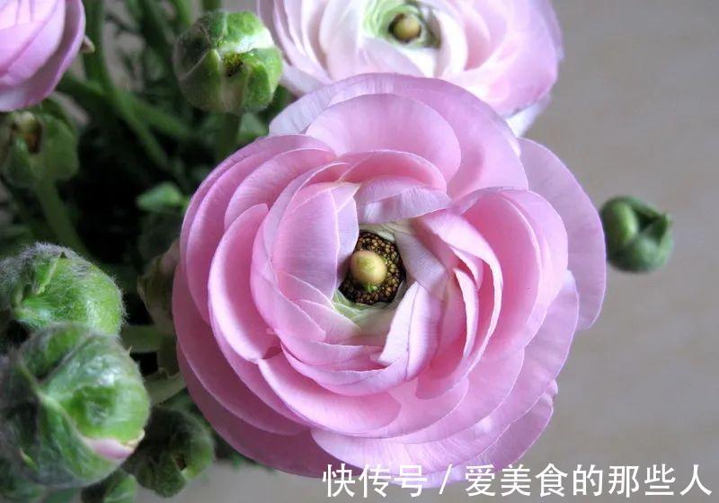 修剪|花像牡丹,叶子又像芹菜,这种花你见过吗