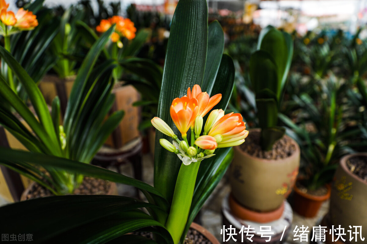 牡丹吊兰|4种花能观赏能“养人”,建议养几盆,好看又利于健康