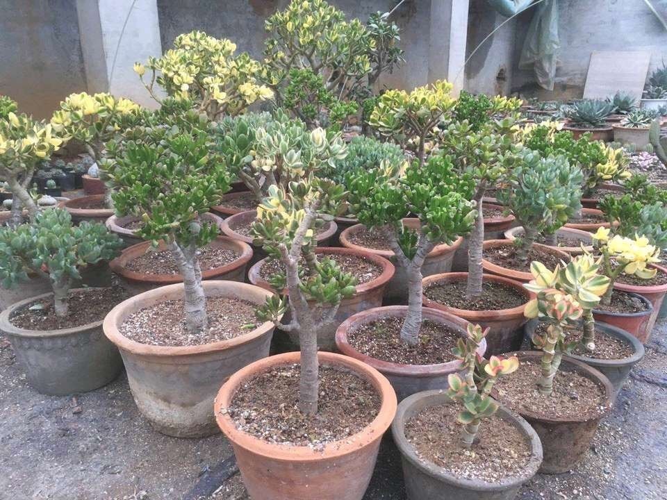 老桩|10月玉树“剪光头”，20天冒出“一堆”新芽，变成老桩超漂亮