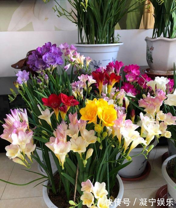 比绿萝还好养,比月季开花漂亮,不是兰花胜似兰,养一盆开几十年