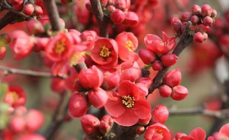 四种花常年开花易爆盆,被称为花卉界的劳模,开花漂亮一年不停