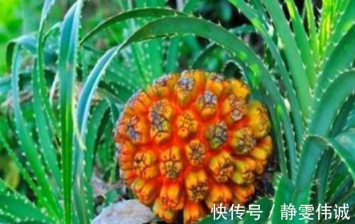 食物|每天晚上多吃3种食物,营养丰富、延缓衰老,爱吃就赚了!