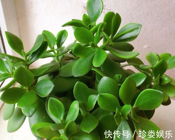 玉树怎么养才会开花,玉树盆景能喷水吗好多肉不知道的小妙招