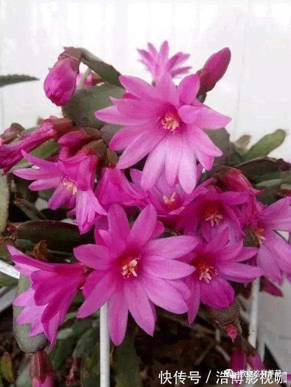 养了10年的蟹爪兰，发现是“假蟹爪兰”，却比真的还好看！