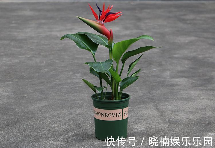 客厅见树,后代富足,7种“吉利树”,随便养一盆,养人又旺家