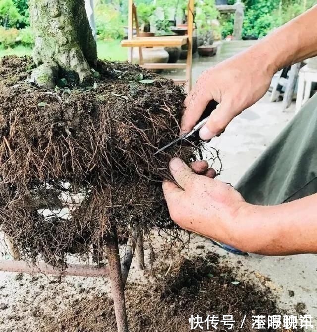 盆景|养盆景不能急于求成,遵循循序渐进的过程,这6点切忌不要触碰