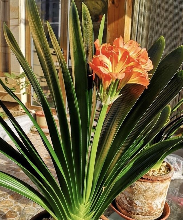 君子兰“烂根”别扔了,1种药水泡一泡,20天生根,长得更旺