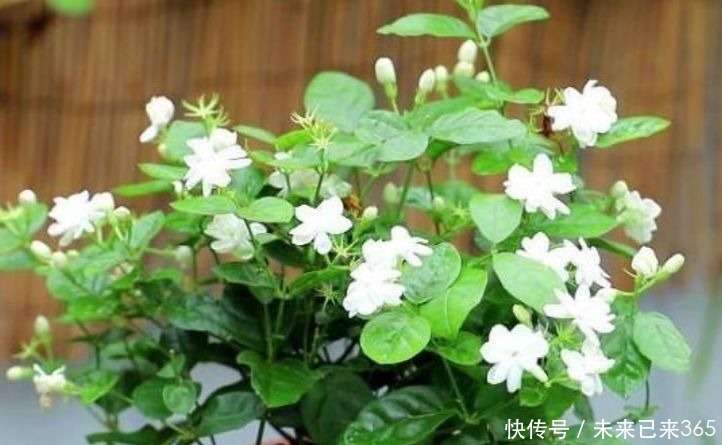 几种花养在阳台,花开不断,好养易活开花漂亮