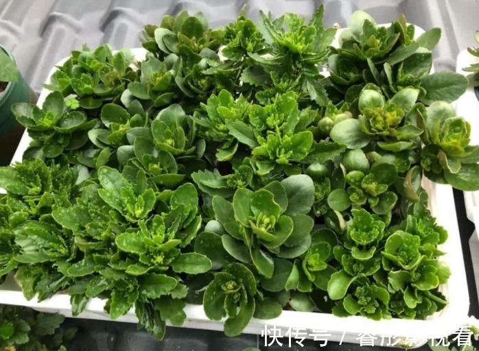 湿润|又到长寿花扦插季节,做好“2选3足”,15天长满白根!