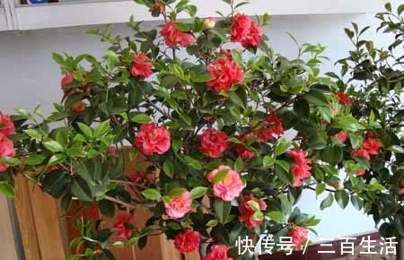 大花|开春了，给茶花喂勺黑绿水，浇几次后猛长新芽，大花一朵接一朵！