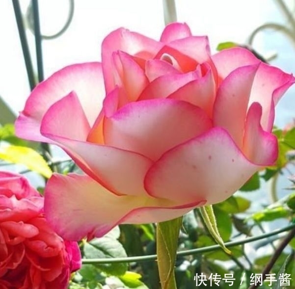 适合阳台养的4种花,花色多花期长,美得倾国倾城