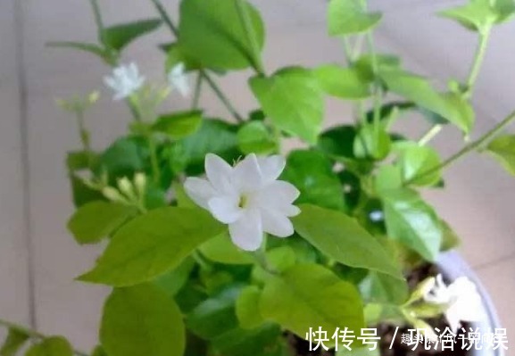 船花|阳台养这三种“懒人花”，扔上面不用管让它自己晒太阳，花爆满盆