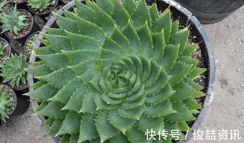 会养花的人，就养2种花，镇宅好寓意，是家庭盆栽佳品！