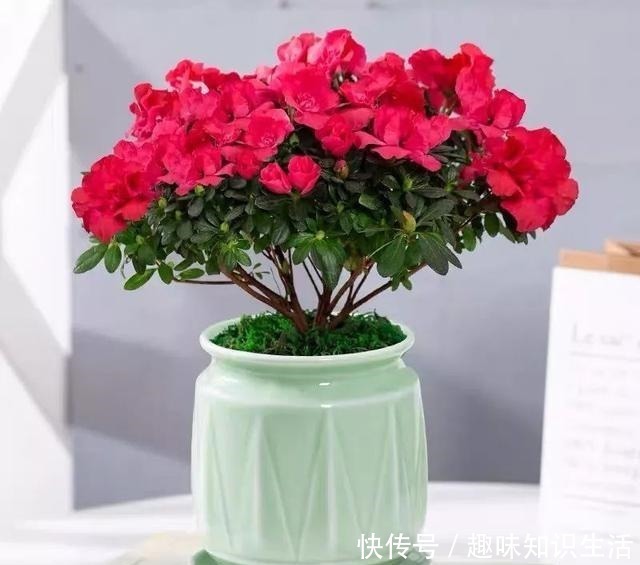 肥沃|人养花、花也养人，医生喜欢养的八种花，家里养一盆，清雅又健康！