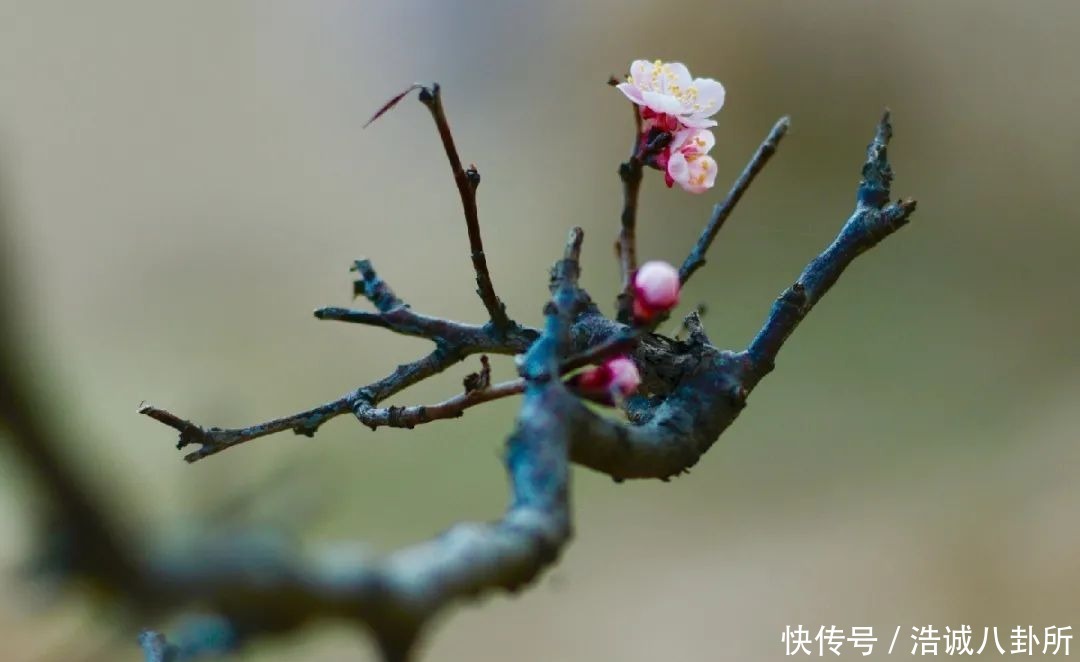 错过甘孜，就错过了中国最美的春天！