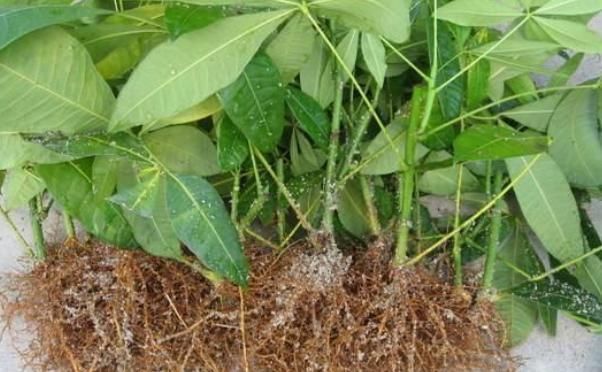 植物|家家都有的5种“生根水”,不花1分钱,没想到泡泡就能长出大白根