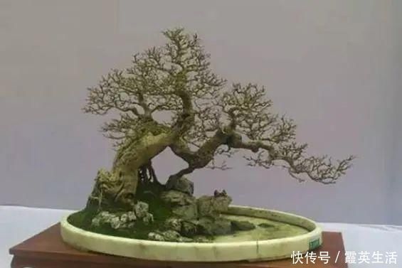 树木|盆景制作技法夏天来到，盆景脱衣换锦，有6种好处