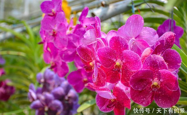 曾经看过了几种兰花?来这里可以让您大开眼界